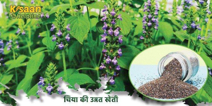 चिया की फसल 120 दिन में कटाई के लिए हो जाती है तैयार, और इसकी खेती करके कमाएं अच्छा मुनाफा